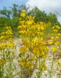 Hypericum lydium. Верхушка цветущего растения. Краснодарский край, Новороссийск, окрестности долины реки Дюрсо, щебнистый склон. 11.05.2011.