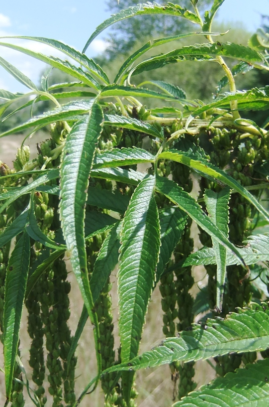 Image of Datisca cannabina specimen.