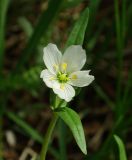 Cerastium bungeanum. Цветок. Казахстан, Южно-Казахстанская обл., Угамский хр., ущ. р. Сазаната, луг. 05.05.2011.