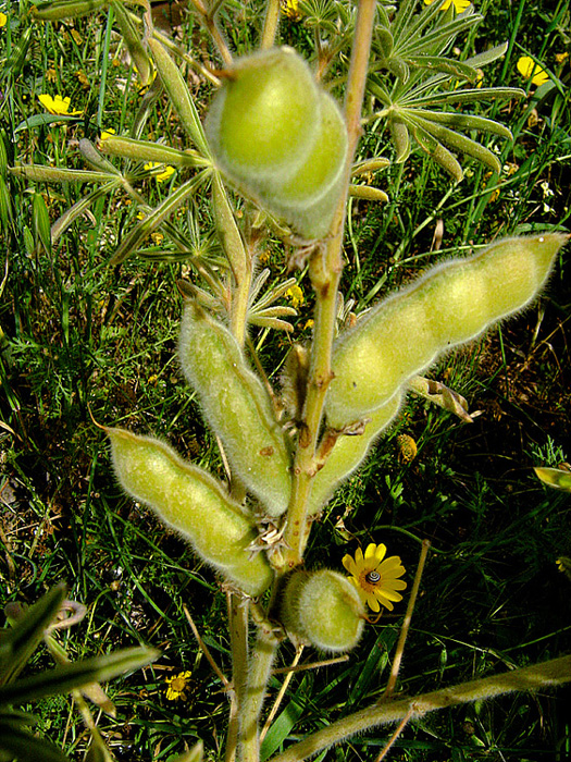 Image of Lupinus pilosus specimen.