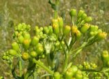 Senecio schwetzowii