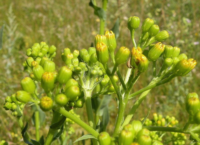 Image of Senecio schwetzowii specimen.