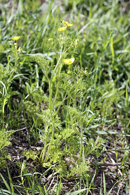 Изображение особи Ranunculus tenuilobus.