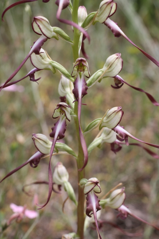 Image of Himantoglossum caprinum specimen.