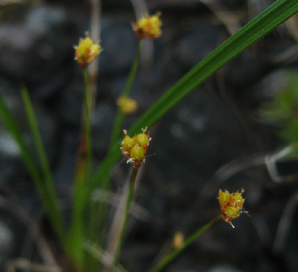 Image of Juncus triglumis specimen.