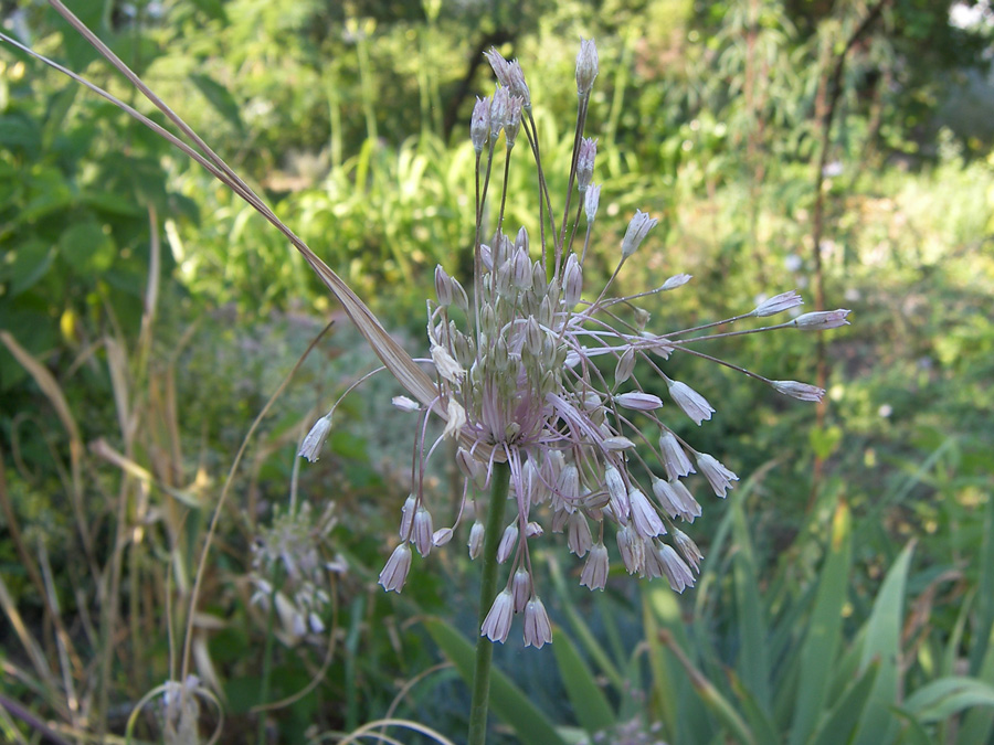 Image of Allium paniculatum specimen.