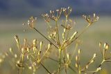 Ferula karatavica