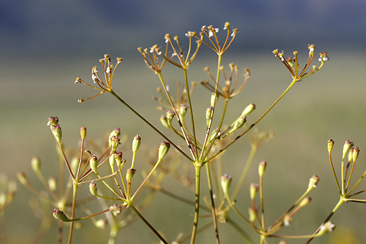 Image of Ferula karatavica specimen.