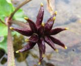 Caltha palustris