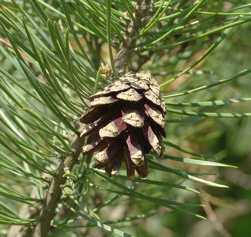 Image of Pinus sylvestris specimen.