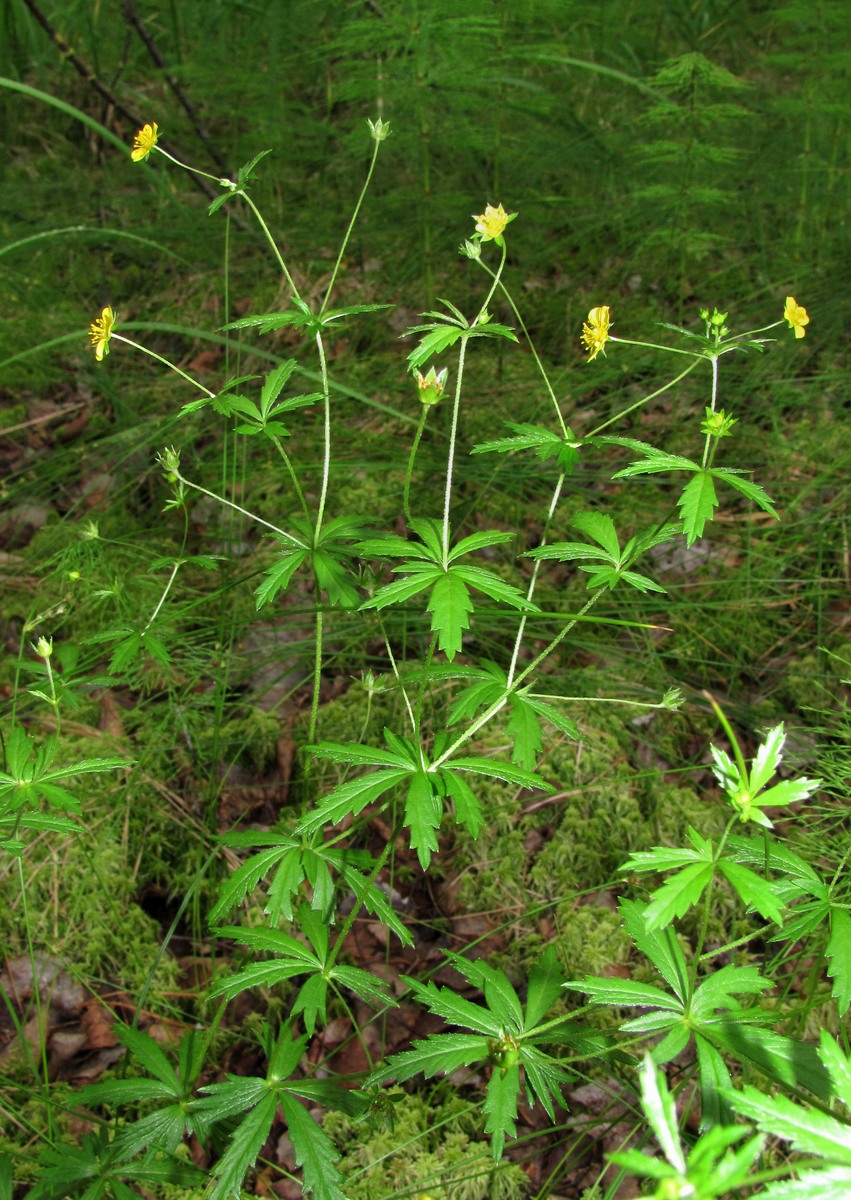 Изображение особи Potentilla erecta.