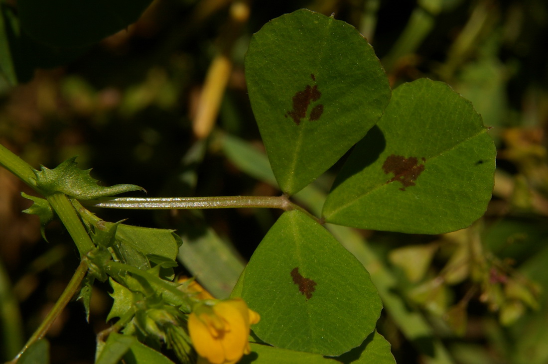 Image of Medicago arabica specimen.