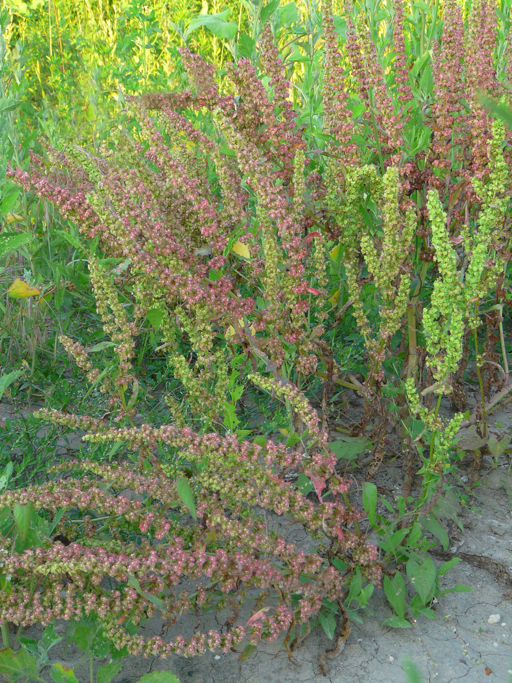 Изображение особи Rumex stenophyllus.