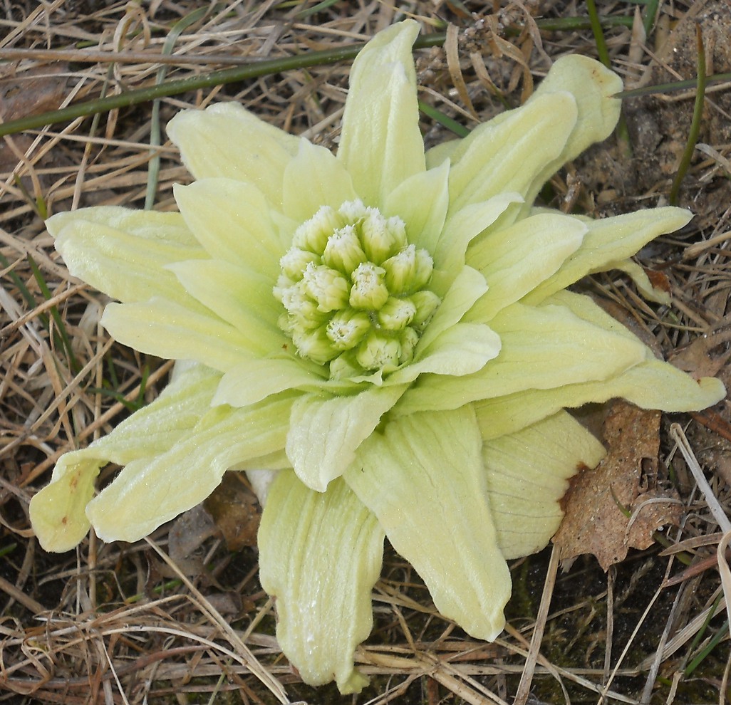 Image of Petasites amplus specimen.