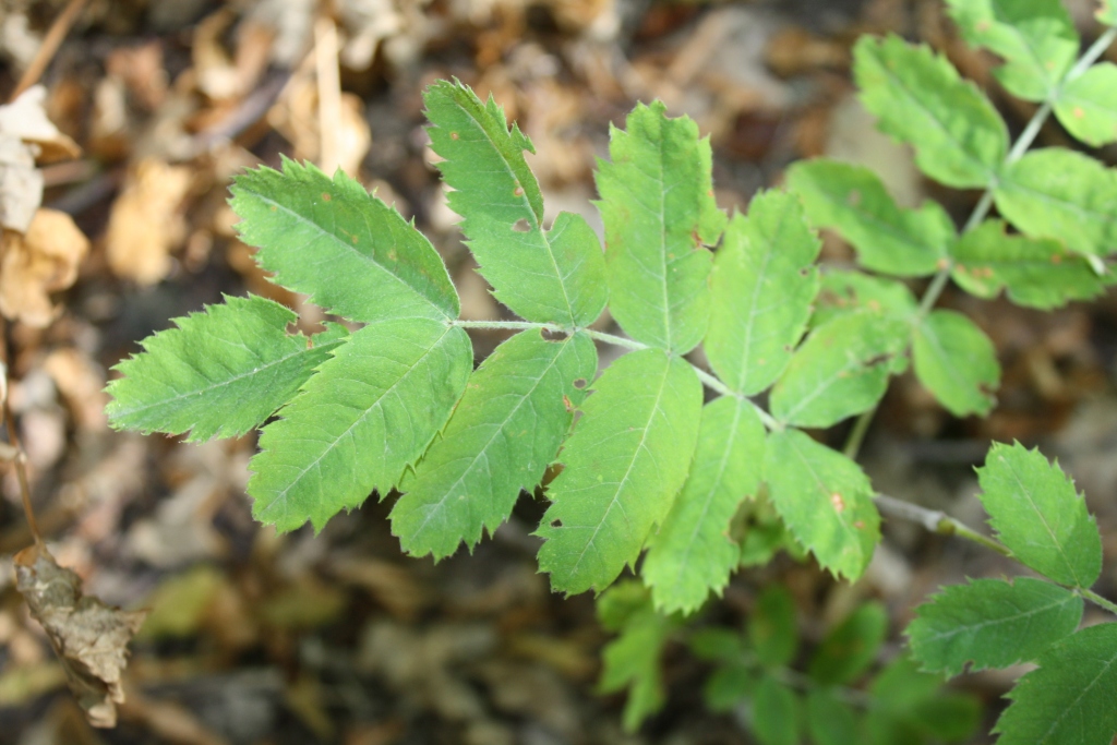 Изображение особи Sorbus domestica.