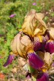 Iris × hybrida. Цветки (одичавшее растение). Краснодарский край, Новороссийский р-н, СОТ \"Заречное\", поляна в шибляке. 16.05.2009.