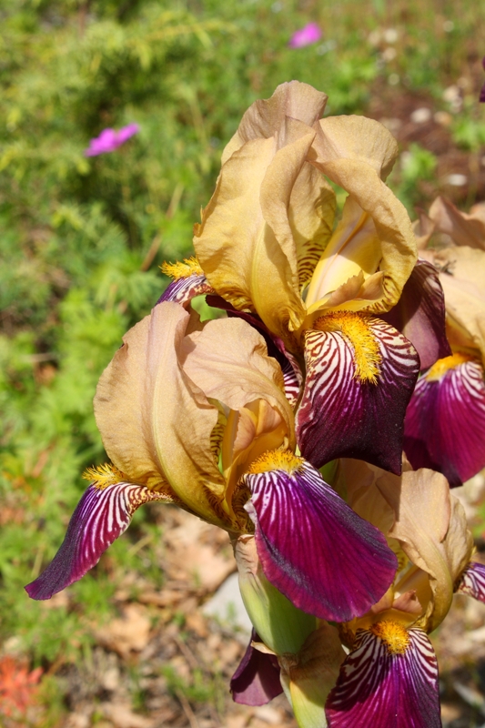 Image of Iris × hybrida specimen.