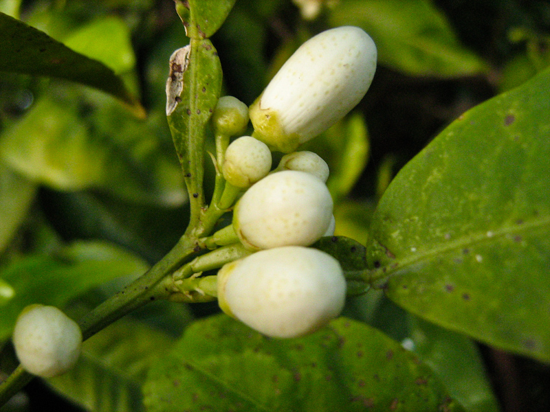 Image of Citrus sinensis specimen.