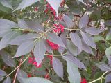 Sambucus racemosa