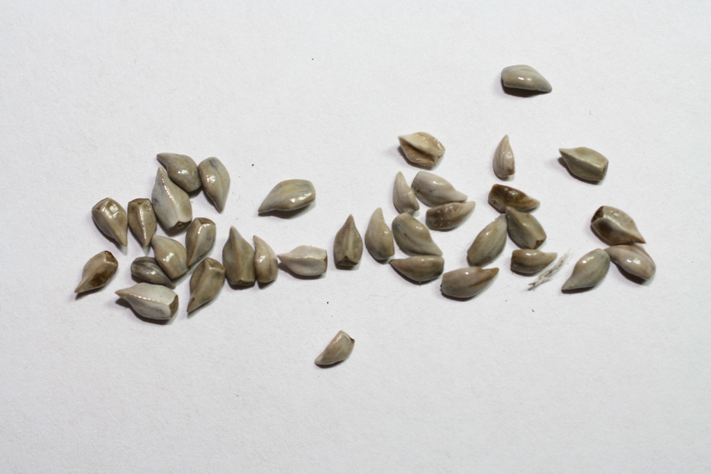 Image of Onosma polyphylla specimen.
