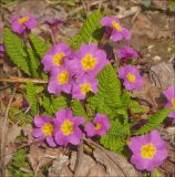 Primula vulgaris. Цветущее растение. Черноморское побережье Кавказа, г. Новороссийск, в культуре. 23 марта 2012 г.