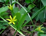 Gagea lutea