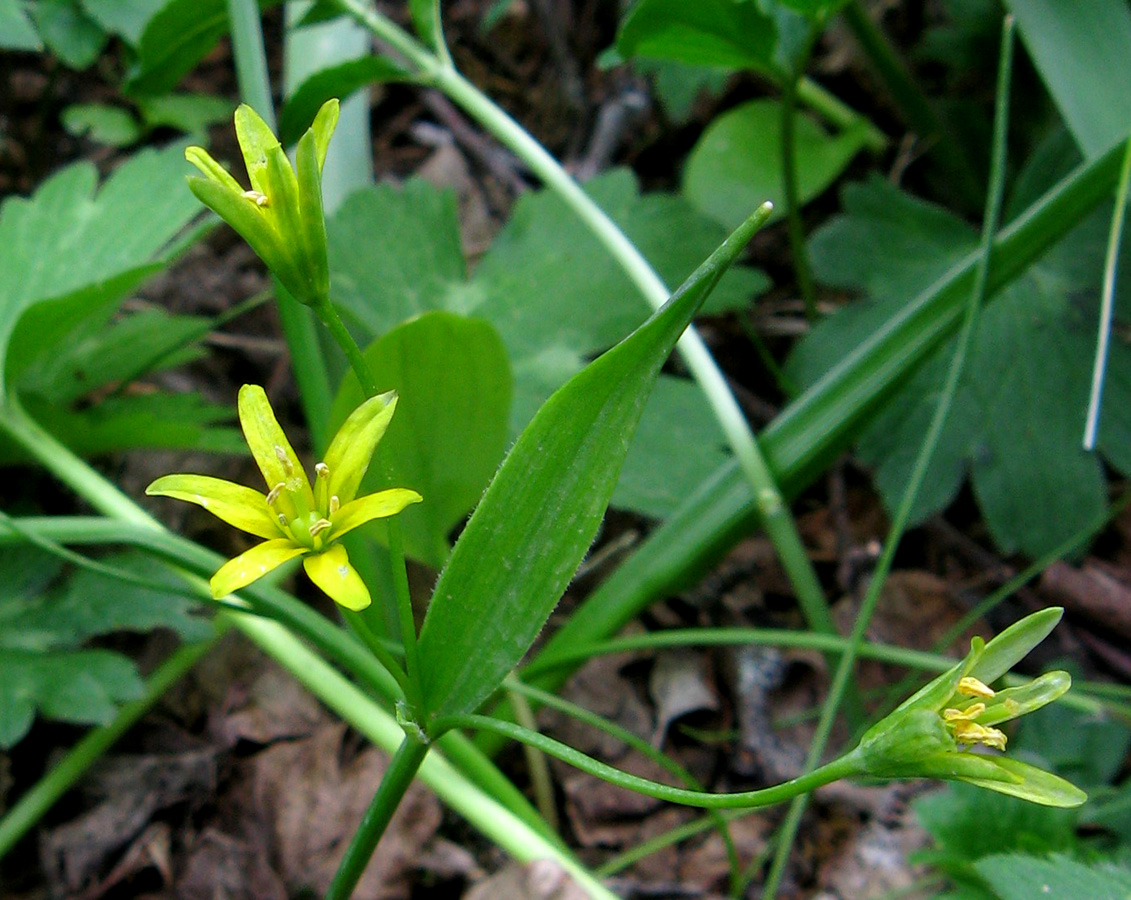 Image of Gagea lutea specimen.