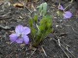 Viola brachysepala. Цветущее растение в дубовом лесу. Приморский край, г. Находка. 07.05.2012.