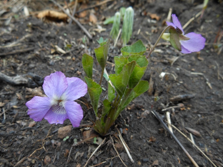 Image of Viola brachysepala specimen.