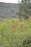 Lilium pensylvanicum. Цветущие растения. Забайкальский край, окр. с. Покровка, Усть-Стрелка. 06.07.2011.