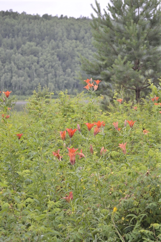 Изображение особи Lilium pensylvanicum.