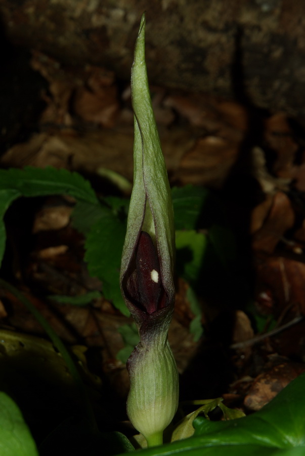 Изображение особи Arum maculatum.