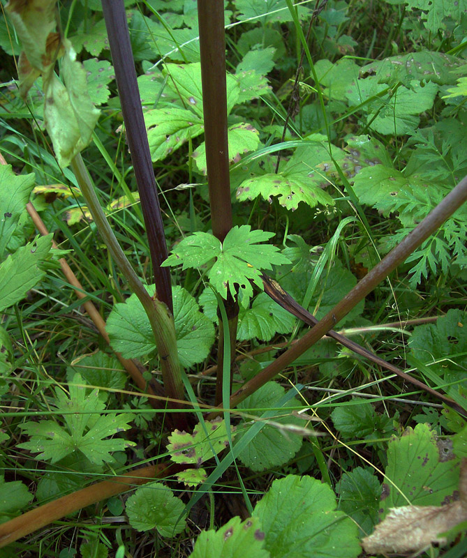 Image of Archangelica officinalis specimen.