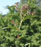 Spiraea japonica