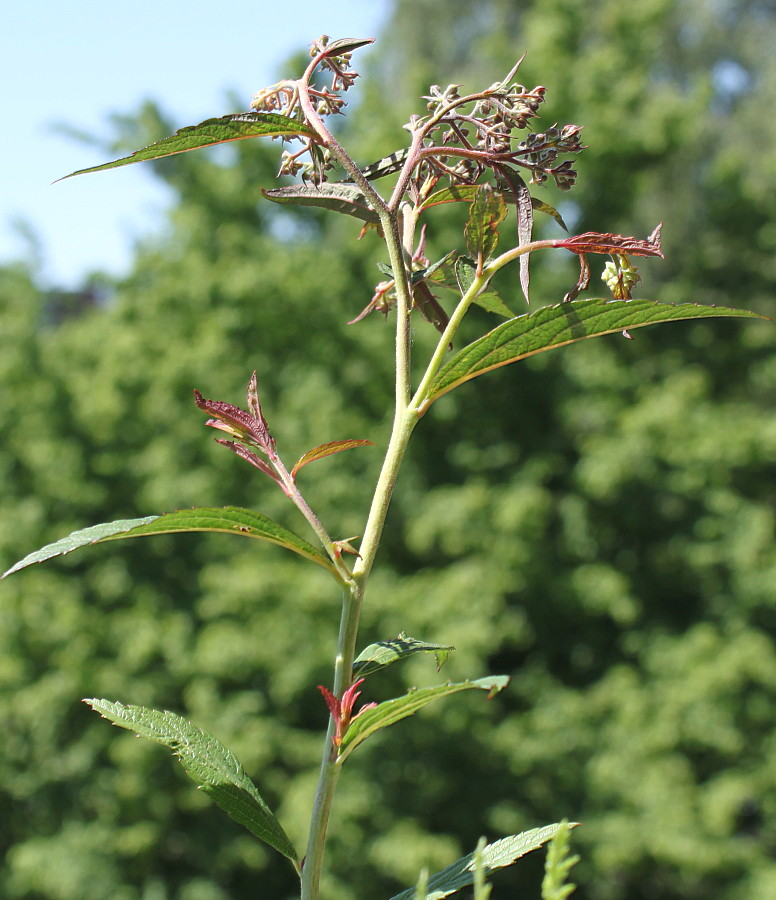 Image of Spiraea japonica specimen.