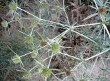 Eryngium campestre