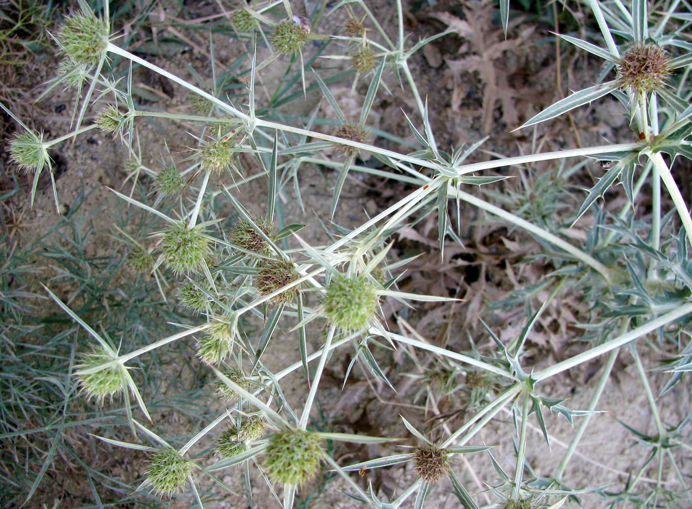 Изображение особи Eryngium campestre.