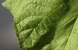Rubus odoratus. Часть листовой пластинки. Германия, г. Кемпен, в школе. 02.06.2012.