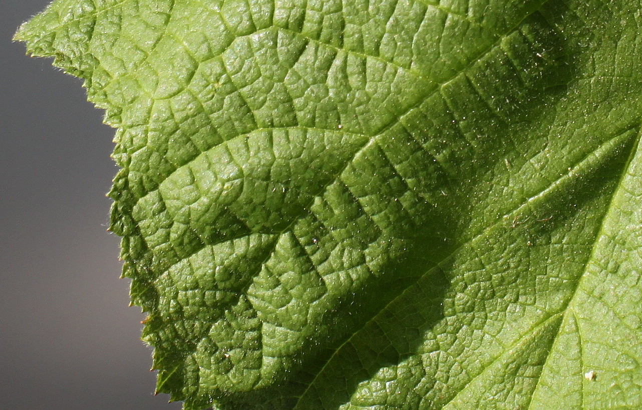 Image of Rubus odoratus specimen.