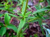 Galium boreale