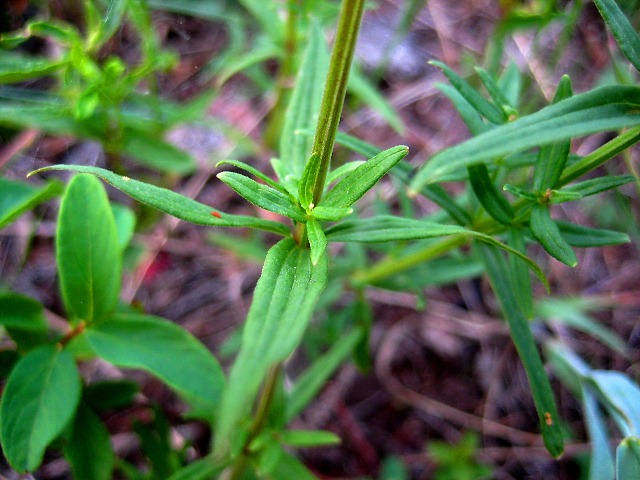 Image of Galium boreale specimen.