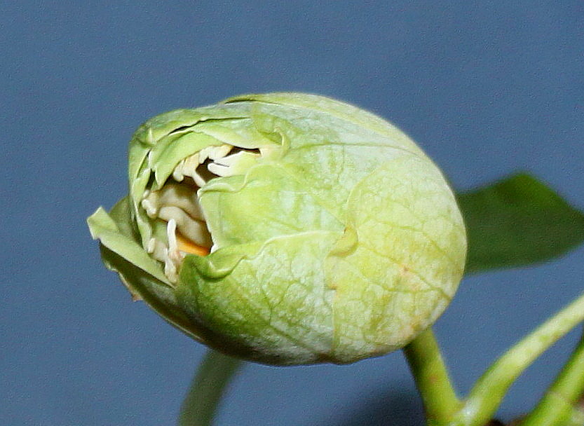 Изображение особи Liriodendron tulipifera.
