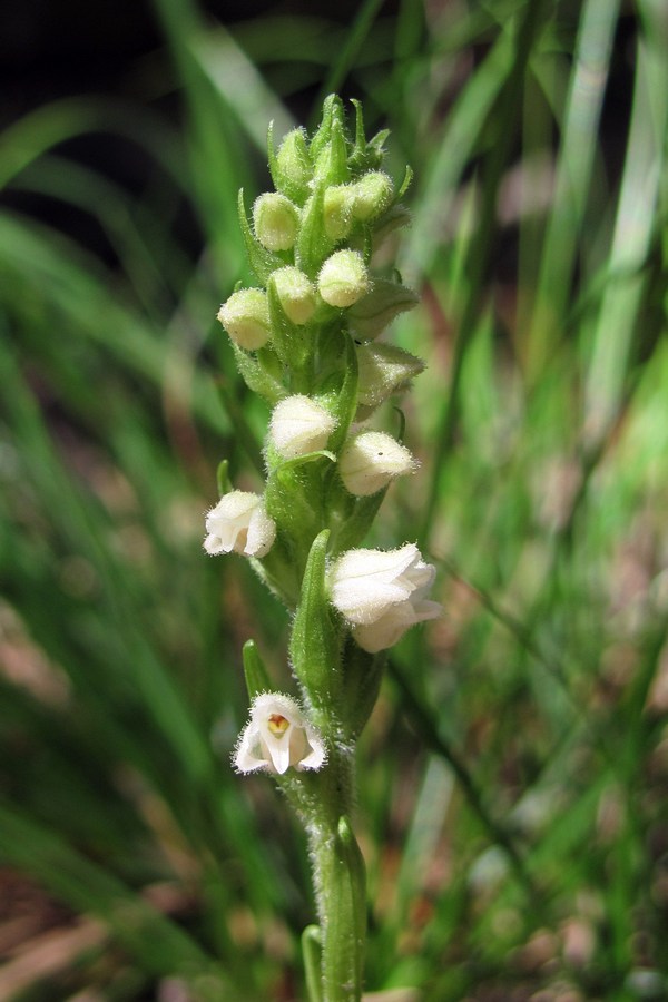 Изображение особи Goodyera repens.