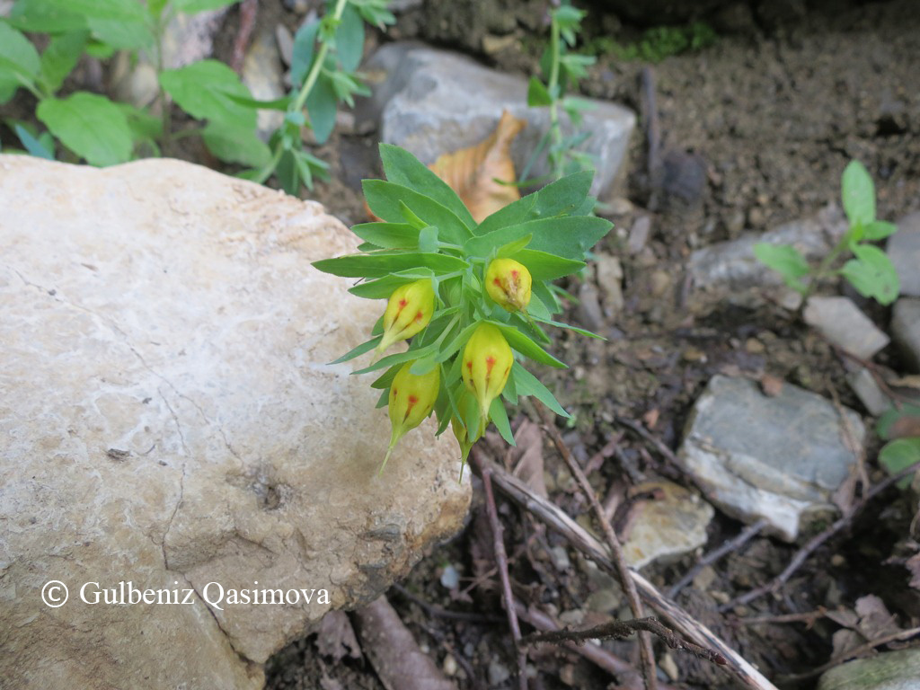 Image of Cerinthe minor specimen.