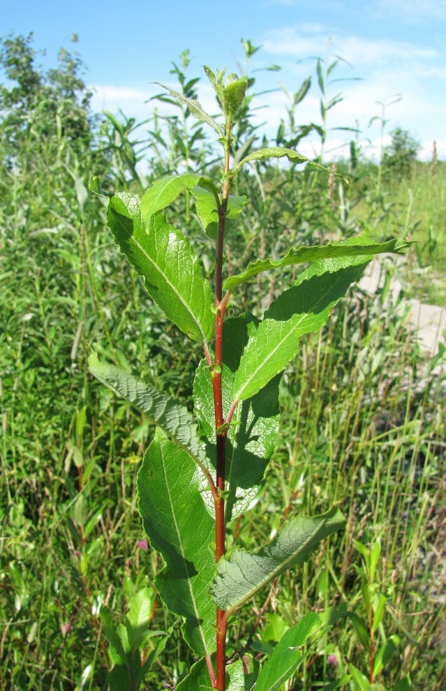 Image of Salix × tetrapla specimen.