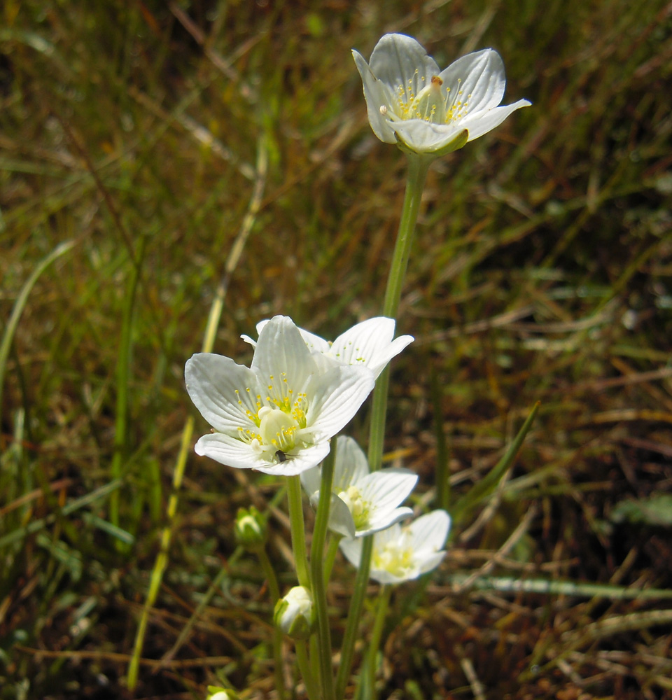 Изображение особи Parnassia palustris.