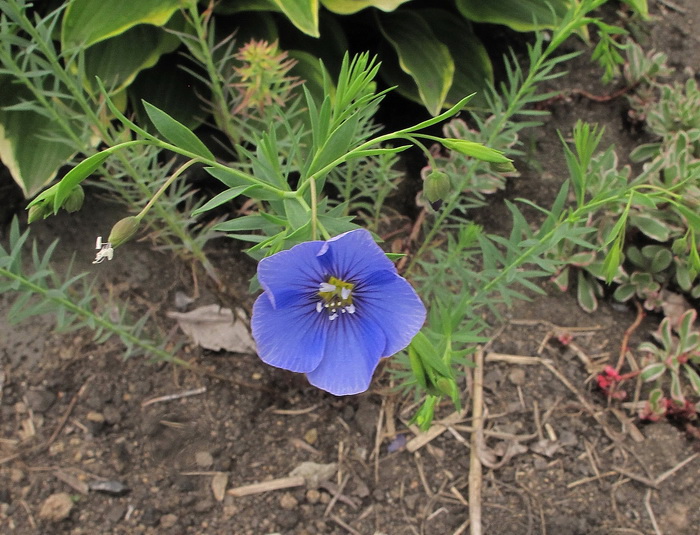 Image of genus Linum specimen.