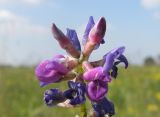 Oxytropis glabra. Соцветие. Новосибирская обл., Искитимский р-н, окр. пгт Линёво. 11 августа 2012 г.