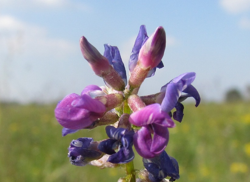 Изображение особи Oxytropis glabra.