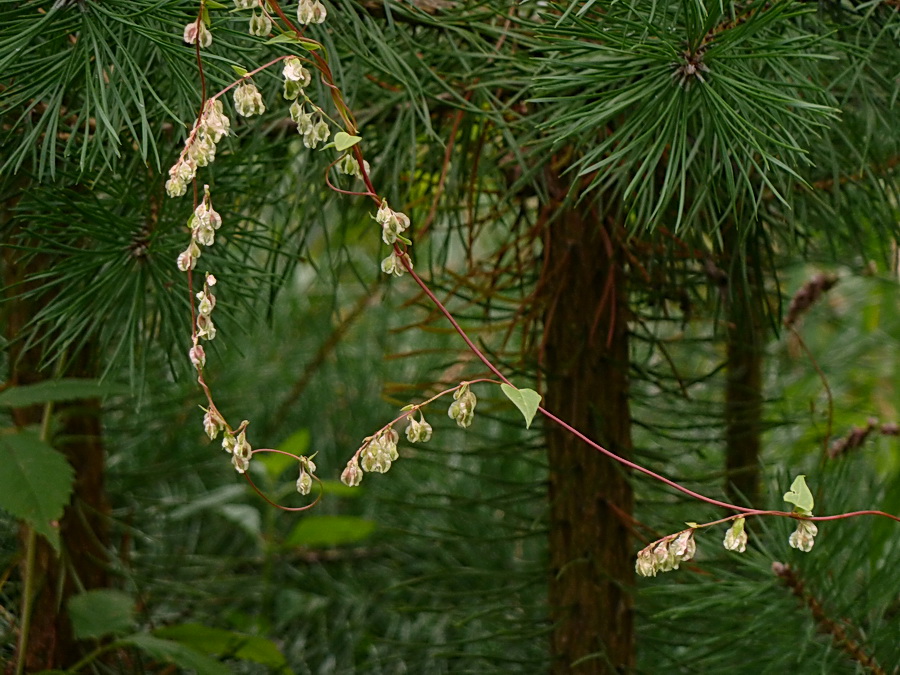 Image of Fallopia dumetorum specimen.